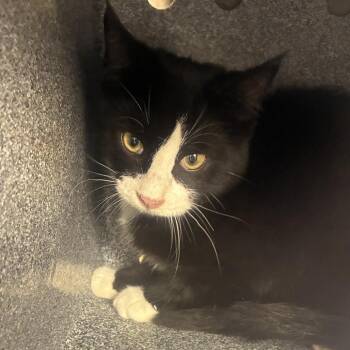 72235 -  Domestic Medium Hair Cat for Adoption in Harrisonburg, Virginia - 72235 | PetCurious