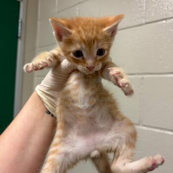 Queso -  Domestic Short Hair Cat for Adoption in Reno, Nevada - Queso | PetCurious