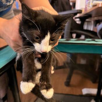 Groucho -  Domestic Short Hair Cat for Adoption in New York, New York - Groucho | PetCurious