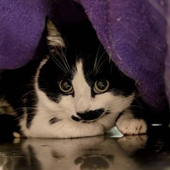 Rescue Tabby and Domestic Long Hair Cats for Adoption in Knoxville, Tennessee - Magpie | PetCurious