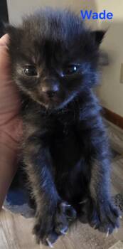 Domestic Short Hair Cats Available for Adoption - Wade | PetCurious