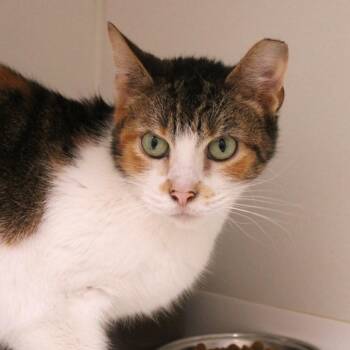Callie -  Domestic Short Hair Cat Available for Adoption in Champaign, Illinois - Callie | PetCurious