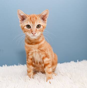 Sunny -  Tabby Cat for Adoption in Charlotte, North Carolina - Sunny | PetCurious