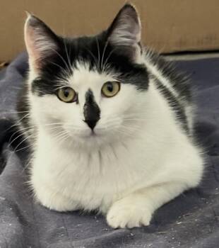 Snowshoe Cats Available for Adoption - Skelley | PetCurious