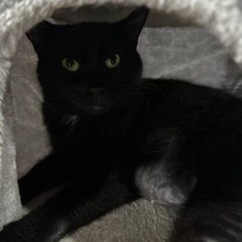Mellow Yellow -  Domestic Short Hair Cat for Adoption in Tipp City, Ohio - Mellow Yellow | PetCurious