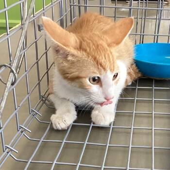 Haruki -  Domestic Short Hair Cat for Adoption in Montgomery, Alabama - Haruki | PetCurious