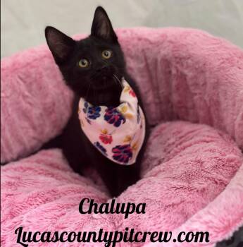 Chalupa -  Domestic Short Hair Cat for Adoption in Toledo, Ohio - Chalupa | PetCurious