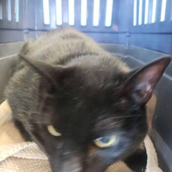 John Connor -  Domestic Short Hair Cat Available for Adoption in Kingman, Arizona - John Connor | PetCurious