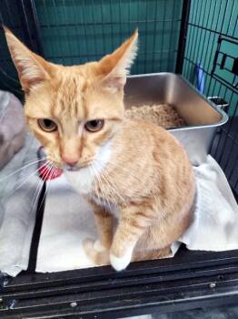 Domestic Short Hair Cats Available for Adoption - Kit-Kat Bar | PetCurious