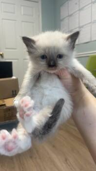 Caterpillar -  Siamese and Domestic Short Hair Cat Available for Adoption in Lawrenceville, Georgia - Caterpillar | PetCurious