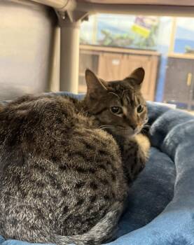Ollie -  Domestic Short Hair Cat for Adoption in Herndon, Virginia - Ollie | PetCurious