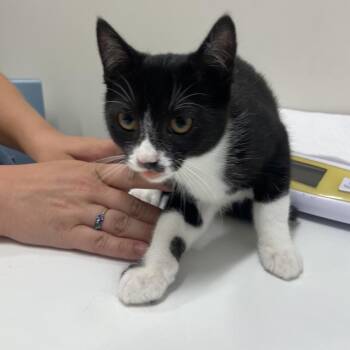 Ronaldo -  Domestic Short Hair Cat for Adoption in Chattanooga, Tennessee - Ronaldo | PetCurious