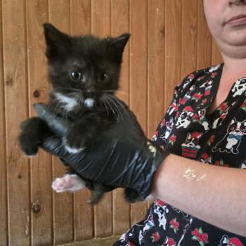 Nemo -  Domestic Short Hair Cat for Adoption in Tylertown, Mississippi - Nemo | PetCurious