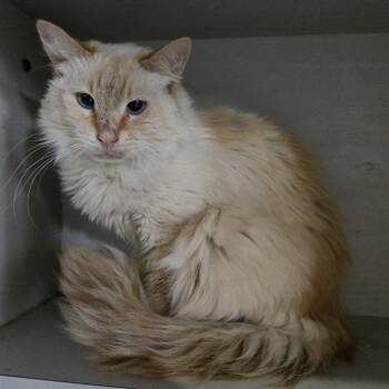 Rescue Domestic Long Hair Cats for Adoption in Park Falls, Wisconsin - Electra | PetCurious
