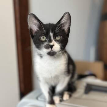 Milkshake -  Domestic Short Hair Cat for Adoption in Spokane, Washington - Milkshake | PetCurious