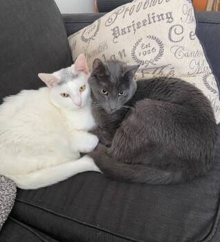 Domestic Short Hair Cats Available for Adoption in Anthem, Arizona - Sheldon Bonded With Belle | PetCurious