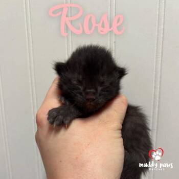 Domestic Short Hair Cats Available for Adoption - Shrub Litter:  Rose | PetCurious