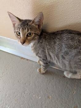 Rescue Domestic Short Hair Cats for Adoption in Leander, Texas - Sunshine | PetCurious