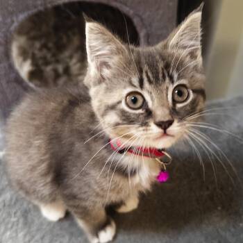 Domestic Short Hair Cats Available for Adoption in Philadelphia, Pennsylvania - Pewter | PetCurious