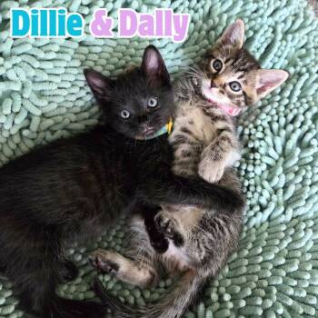 Domestic Short Hair Cats Available for Adoption in Riverview, Florida - Dillie & Dally *Bonded Siblings SO Cute* | PetCurious