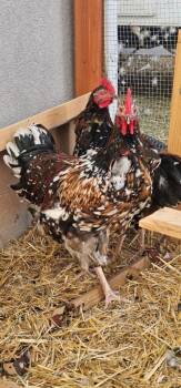 Rescue Chicken Chickens for Adoption in Eagle Mountain, Utah - Phineas | PetCurious