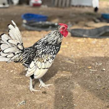 Rescue Chicken Chickens for Adoption in Nampa, Idaho - Woody Woodpecker | PetCurious
