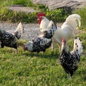 Rescue Chicken Chickens for Adoption in Fairport, New York - Phil | PetCurious