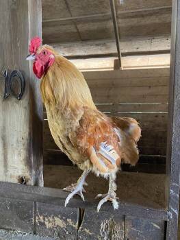 Rescue Chicken Chickens for Adoption in Ravenna, Ohio - Fettuccine | PetCurious