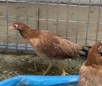 Rescue Chicken Chickens for Adoption in Union, Missouri - EMILIA EGGHART | PetCurious