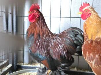 Rescue Chicken Chickens for Adoption in Auburn, California - NUGGET | PetCurious