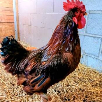Rescue Chicken Chickens for Adoption in Fairport, New York - Rudy | PetCurious