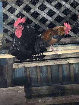 Rescue Chicken Chickens for Adoption in Lake Ariel, Pennsylvania - **Panda & Tiny** (Together Or Separate) | PetCurious