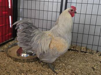 Rescue Chicken Chickens for Adoption in Auburn, California - MR. CHICKEN | PetCurious