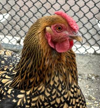 Rescue Chicken Chickens for Adoption in Golden, Colorado - Chicken Nugget | PetCurious