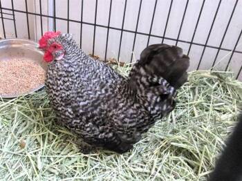 Rescue Chicken Chickens for Adoption in Tustin, California - BULL | PetCurious