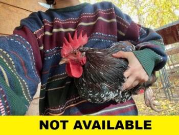 Rescue Chicken Chickens for Adoption in Eugene, Oregon - Brutus | PetCurious