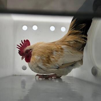 Rescue Chicken Chickens for Adoption in Rancho Cucamonga, California - A776226 | PetCurious