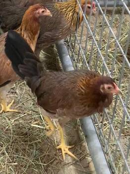 Rescue Chicken Chickens for Adoption in Union, Missouri - MERYL CHEEP | PetCurious