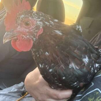 Rescue Chicken Chickens for Adoption in Nampa, Idaho - Speckled Squacky | PetCurious