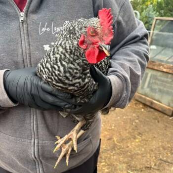 Rescue Chicken Chickens for Adoption in Nampa, Idaho - Nathan | PetCurious