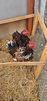 Rescue Chicken Chickens for Adoption in Eagle Mountain, Utah - Ferb | PetCurious