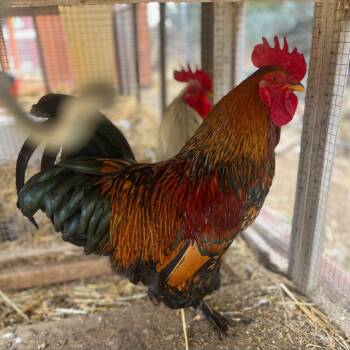 Rescue Chicken Chickens for Adoption in Nampa, Idaho - Gunslinger | PetCurious