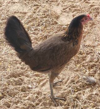Rescue Chicken Chickens for Adoption in Houston, Texas - Raptor | PetCurious
