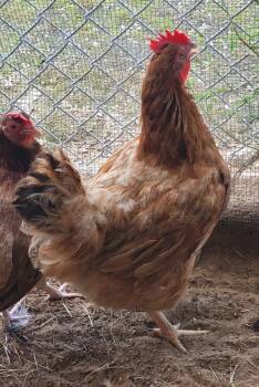 Rescue Chicken Chickens for Adoption in Houston, Texas - Waffle | PetCurious
