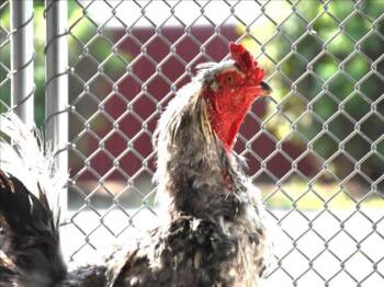 Rescue Chicken Chickens for Adoption in Loveland, Colorado - BAYARD | PetCurious