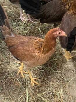 Rescue Chicken Chickens for Adoption in Union, Missouri - HEN SOLO | PetCurious