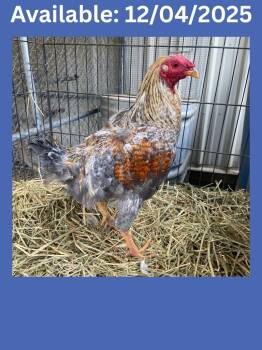 Rescue Chicken Chickens for Adoption in Greenville, Texas - Rooster | PetCurious