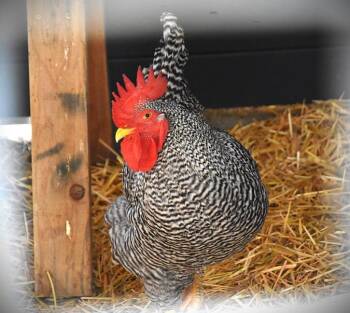 Rescue Chicken Chickens for Adoption in Loveland, Colorado - HARRY | PetCurious