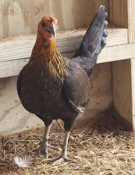 Rescue Chicken Chickens for Adoption in Houston, Texas - Brothwen | PetCurious