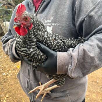 Rescue Chicken Chickens for Adoption in Nampa, Idaho - Steven | PetCurious